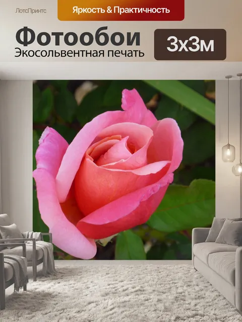 Фотообои Роза