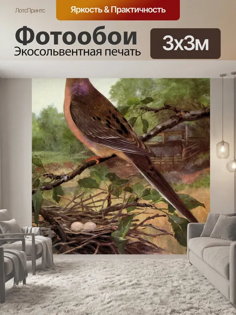 Фотообои Траурная голубь винтажная картина с птиц
