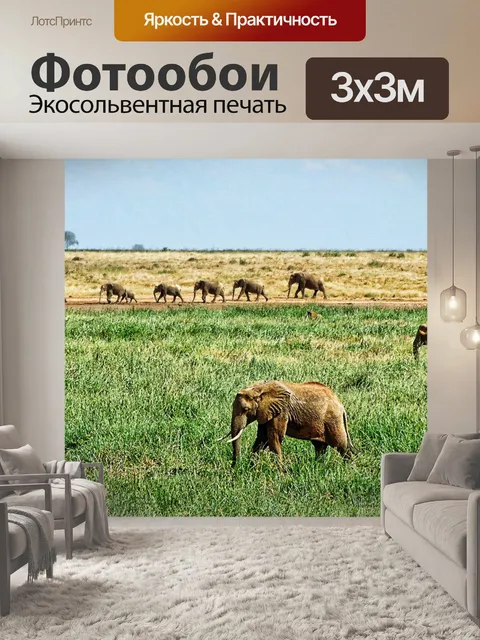 Фотообои Слон
