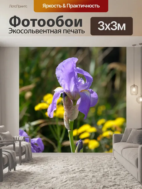 Фотообои Синий ирис
