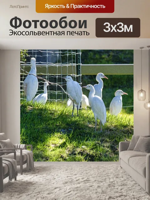 Фотообои Цапля ночная цапля птица