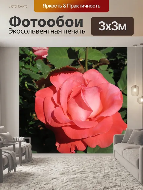 Фотообои Роза