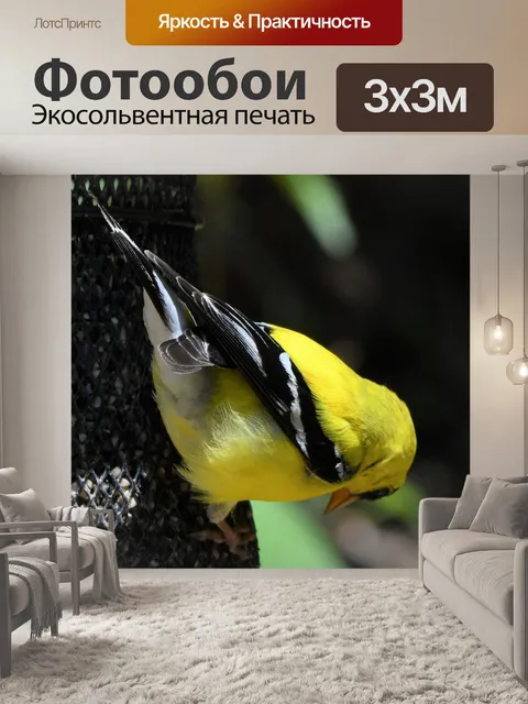 Фотообои Американский щегол