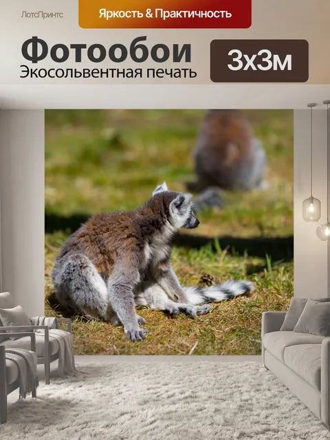Фотообои Кошачий лемур