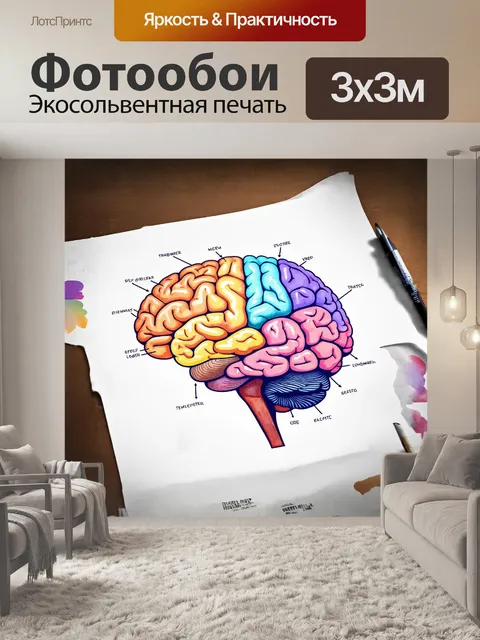 Фотообои схематичное изображение головного мозга с четким делением на доли, охватывающее их функции и связи