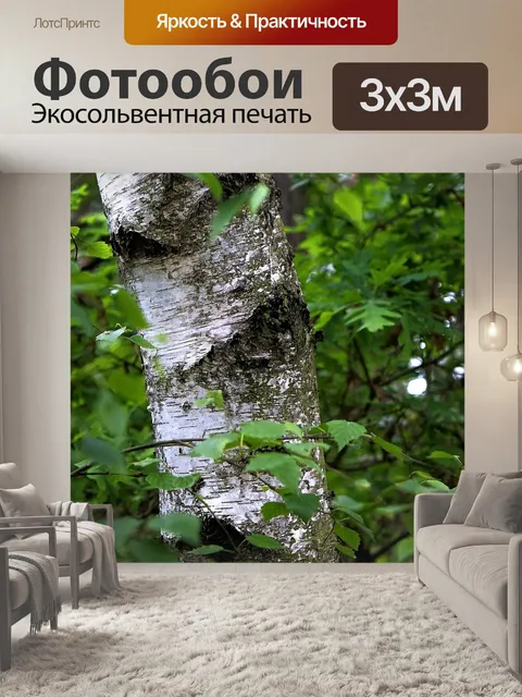 Фотообои Береза