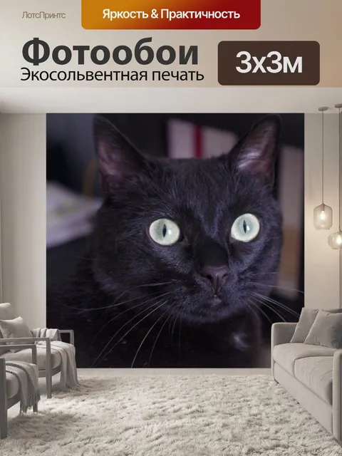 Фотообои Черный кот