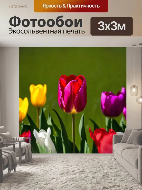 Фотообои на первом плане на мягком зеленом фоне распускается крупный ярко-красный тюльпан