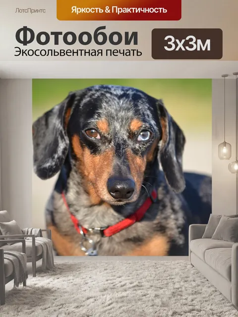 Фотообои Собака