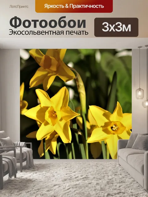 Фотообои Миниатюрные нарциссы крупным планом