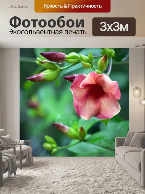 Фотообои Мандевилла цветы 5