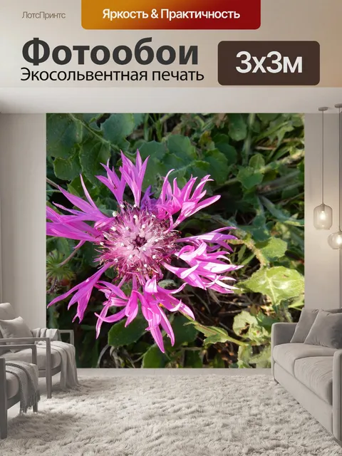 Фотообои Василек