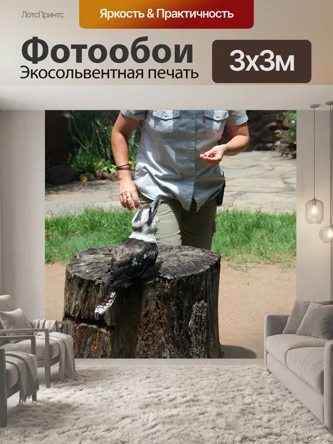 Фотообои кормление кукабурра