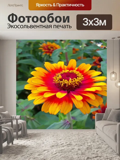 Фотообои цинния