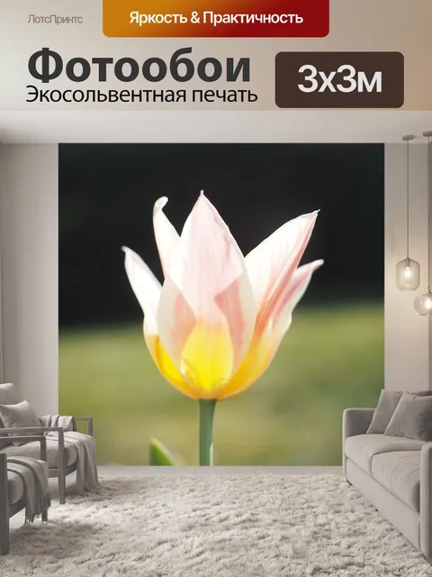 Фотообои Тюльпан
