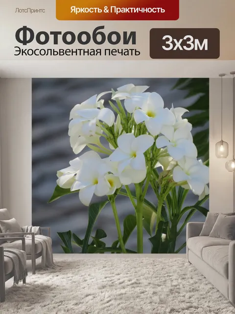 Фотообои Плюмерия