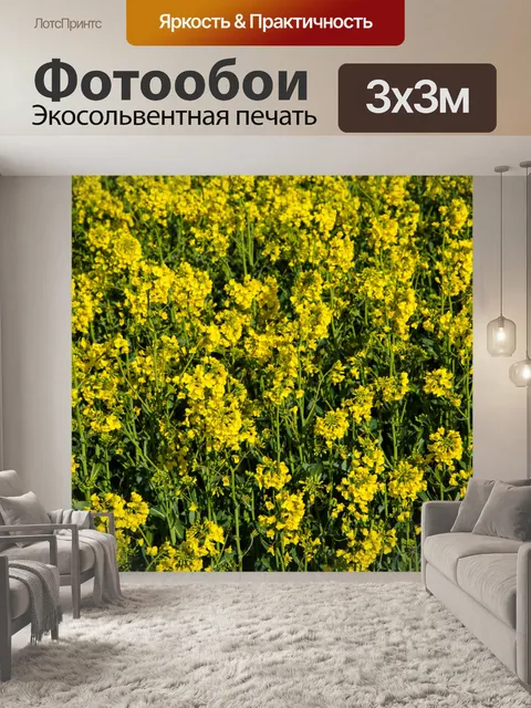 Фотообои Область желтого рапса