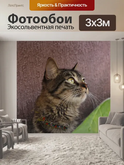Фотообои Кот