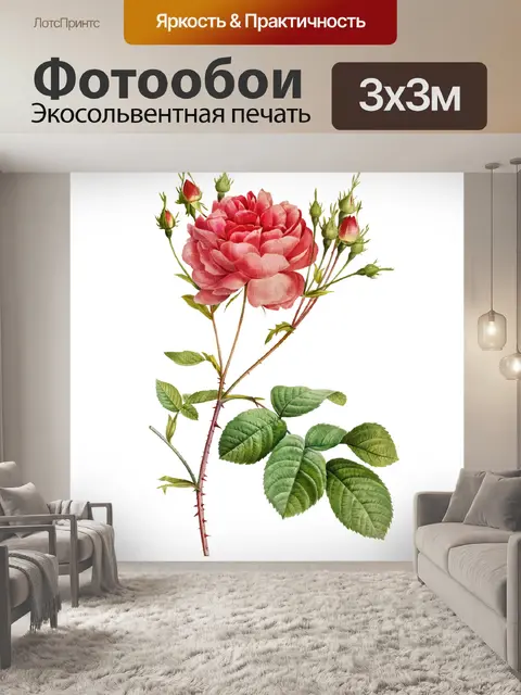 Фотообои Роза цветок старинная картина