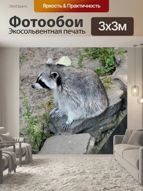 Фотообои Енот