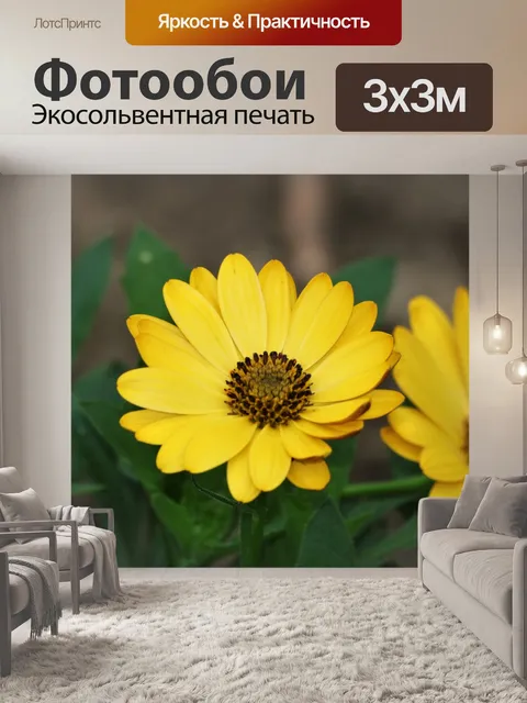 Фотообои Две желтые африканские ромашки