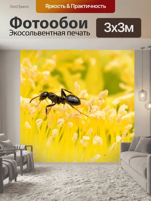 Фотообои Муравей