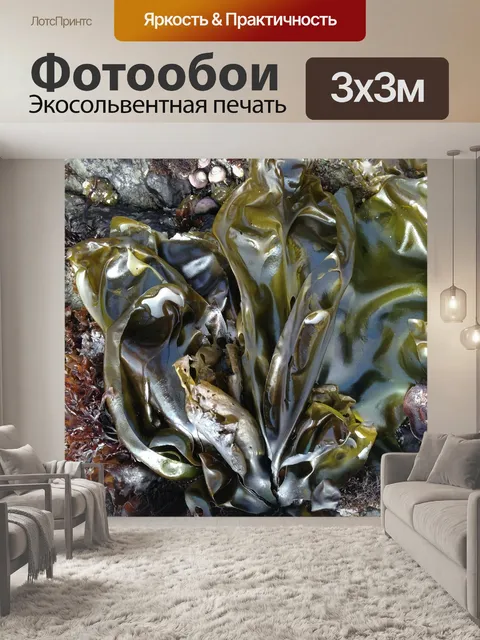 Фотообои Морские водоросли