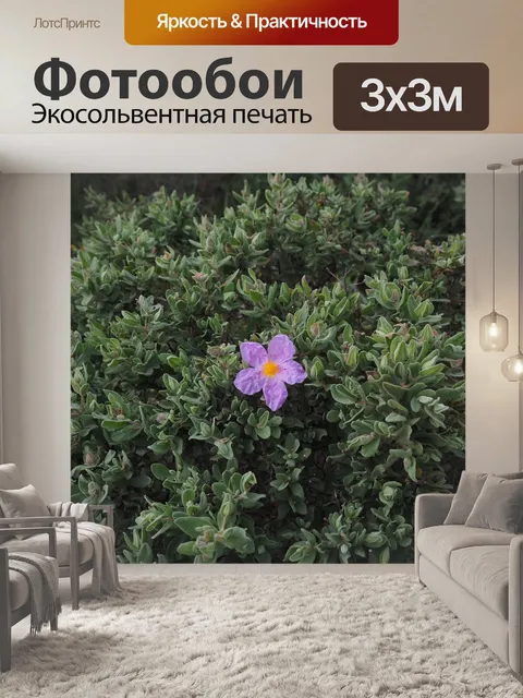 Фотообои Серебристо-белая роза