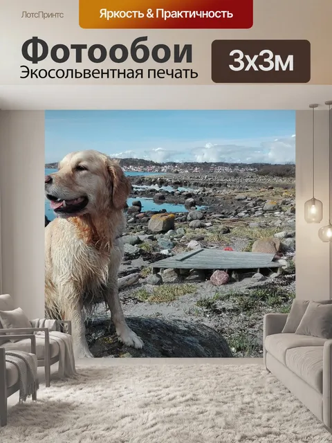 Фотообои Лабрадор