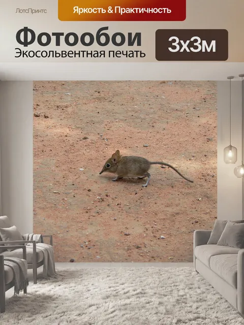 Фотообои Мышь