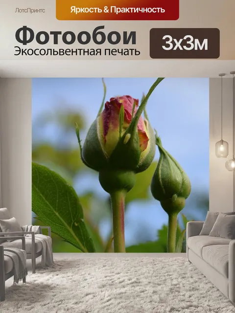 Фотообои Роза