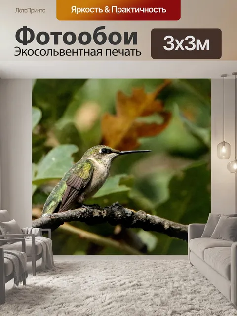 Фотообои Колибри крупным планом