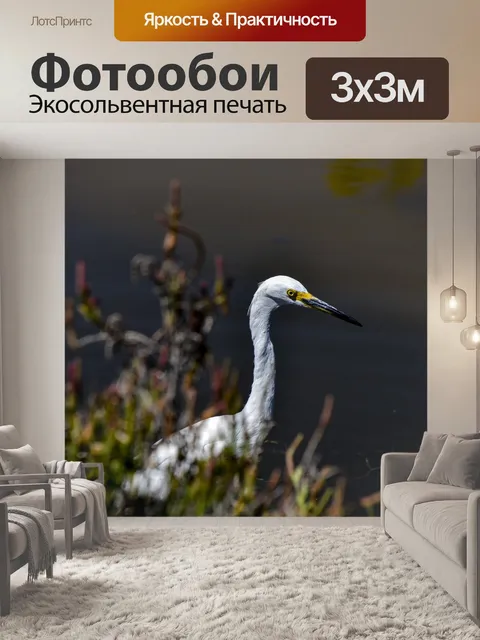 Фотообои Большая белая цапля