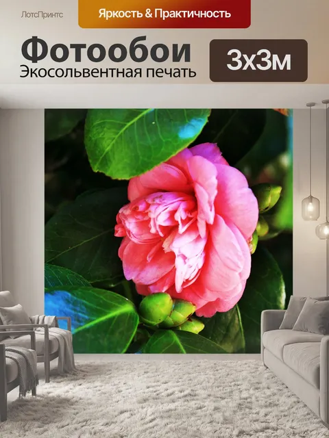 Фотообои розовый японская цветок