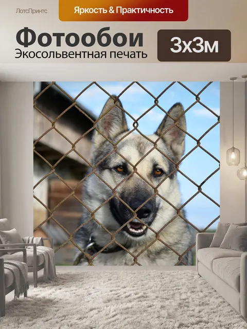 Фотообои Собака