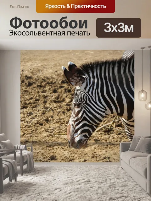 Фотообои Зебра