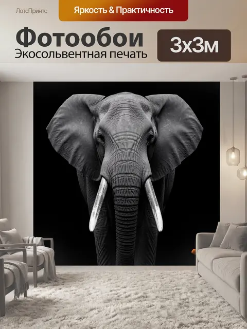 Фотообои Африканский слон на чёрном фоне