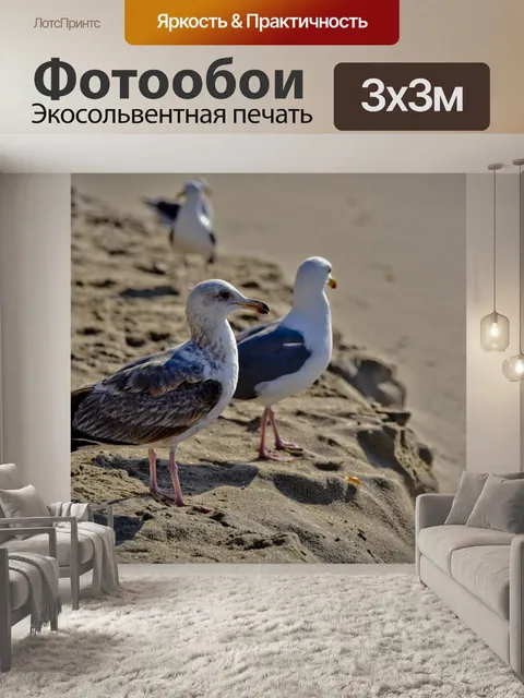 Фотообои Две чайки стоят