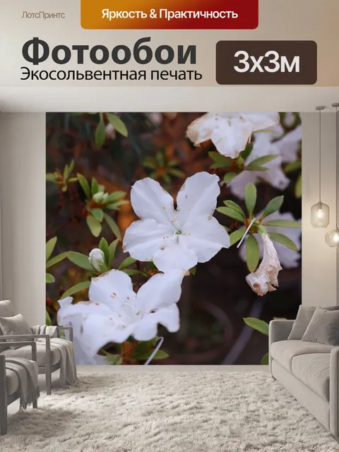 Фотообои орхидея