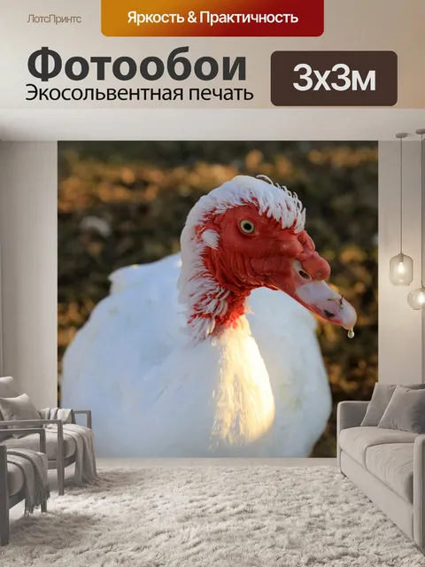 Фотообои Мускусная утка