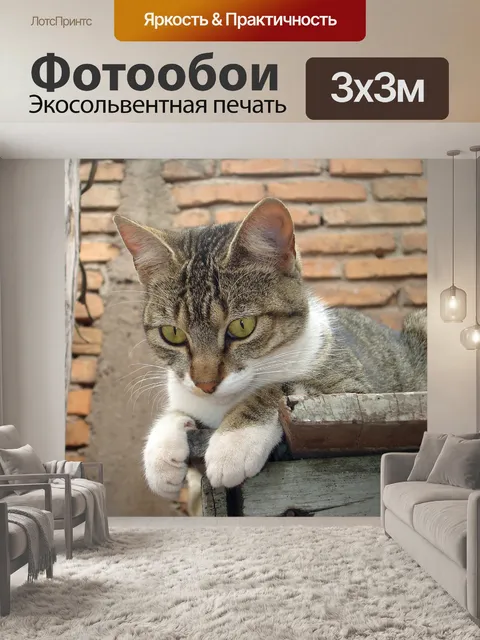 Фотообои Кот