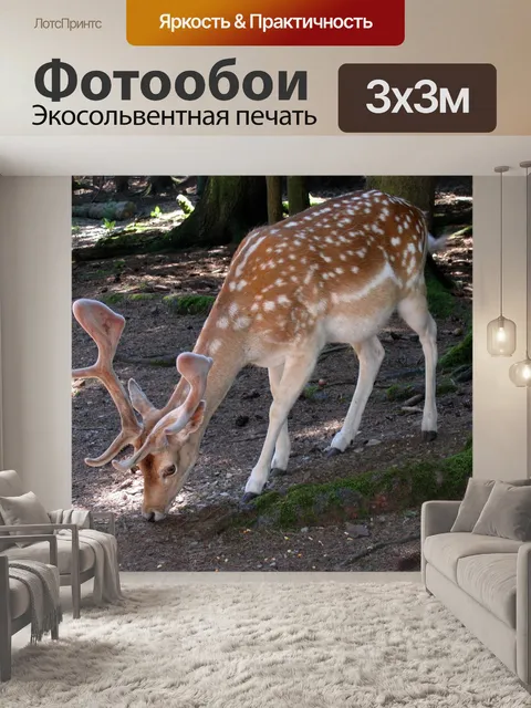 Фотообои Косуля