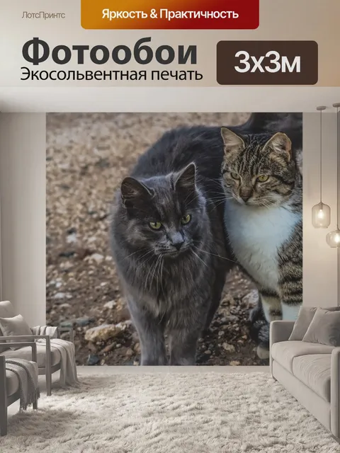 Фотообои Кошки