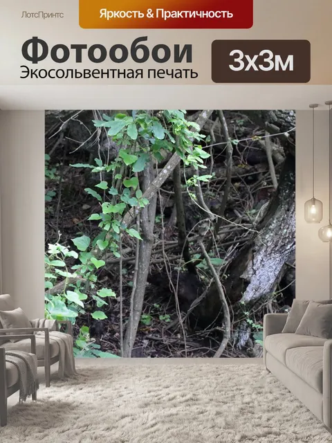 Фотообои зеленая растительность в лесной зоне