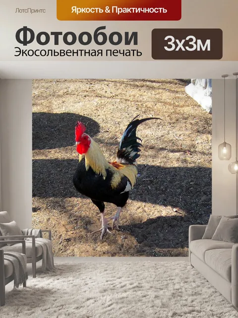 Фотообои черно-блондинка петух