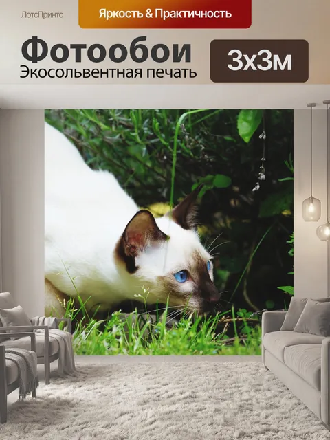 Фотообои Кошка