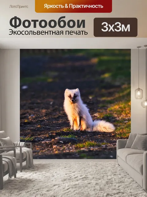 Фотообои Песец