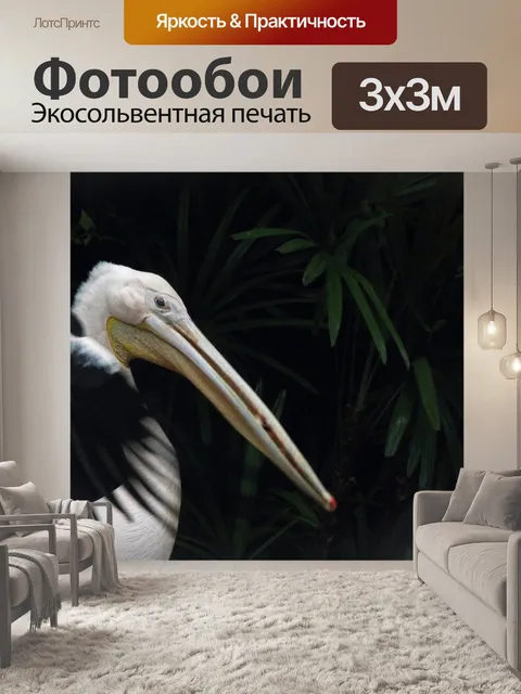Фотообои пеликан с открытым крылом