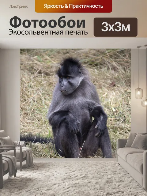 Фотообои Серо-зеленые мангабей