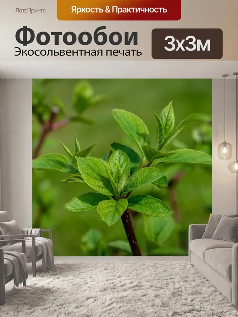 Фотообои Гортензия